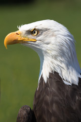 Closeup of an American Bald Eagle (scientific name Haliaeetus leucocephalus)