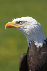 Closeup of an American Bald Eagle (scientific name Haliaeetus leucocephalus)
