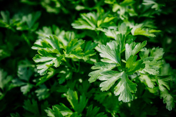 Fresh green organic parsley or chervil branches and leaves in a garden. Summer background.