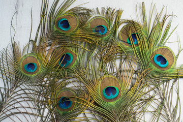Fototapeta premium Plumas de pavo real con fondo claro