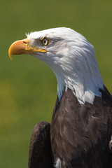 Obraz premium Closeup of an American Bald Eagle (scientific name Haliaeetus leucocephalus)