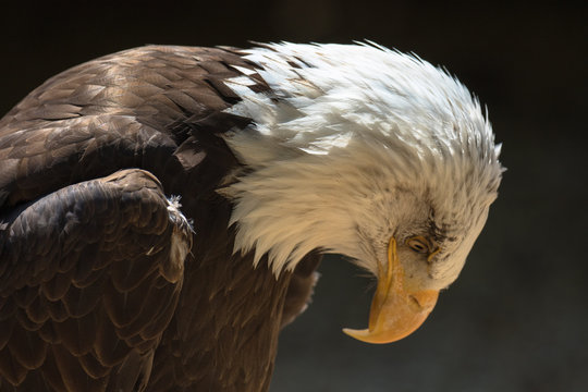 Closeup of an American Bald Eagle (scientific name Haliaeetus leucocephalus)