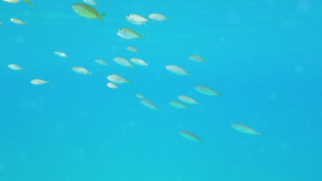 Pesci gialli in Calabria nel mare Mediterraneo