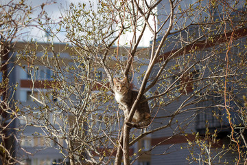 A striped beautiful cat sits on a tree.