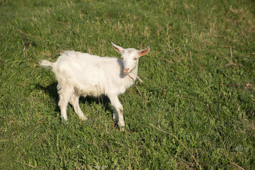 A small white goat grazing in the meadow. Green grass all around.