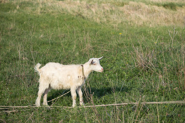 A small white goat grazing in the meadow. Green grass all around.