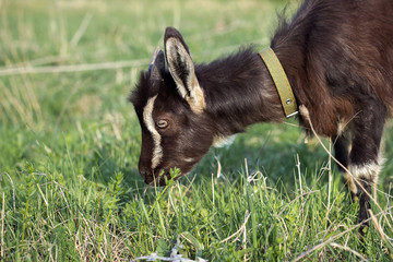 The black kid grazes in the meadow and eats green grass. Small kid close up.