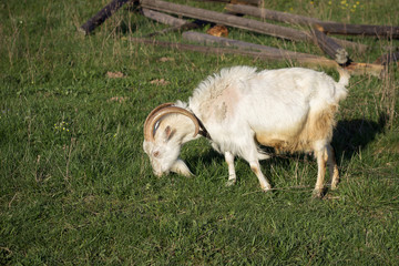 White goat grazes in the meadow. Green grass all around.