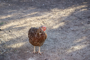 Brown hen looking for food in the farm yard. Chickens. Free Range Cock and Hens.