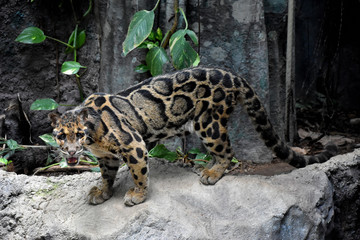ウンピョウ