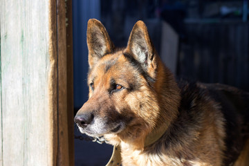 German shepherd close up. The dog guards the house.