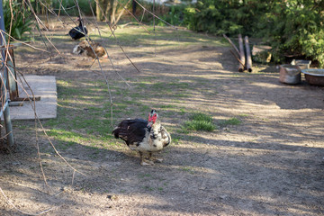 Muscovy duck roaming on the grass.