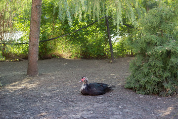 Muscovy duck roaming on the grass.