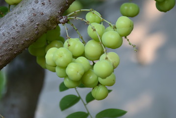 Star gooseberry fruit , with vitamins and sour taste.