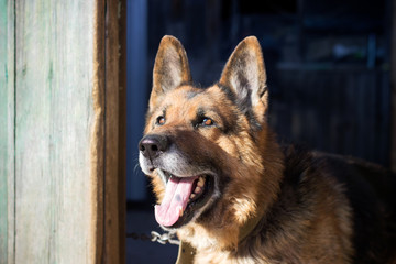 German shepherd close up. The dog guards the house.