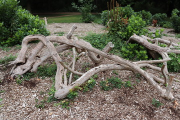 Twisted bare bark of tree branches artistically arranged on ground amongst green bushes. Landscape over park of old tree branches and green foliage on bark chips. Recreation park with natural plants