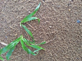 Real Sand Surface After Rain With Green Leaves As A Natural Background, Selective focus, Close-up Image
