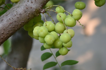 Star gooseberry on a tree background nature
