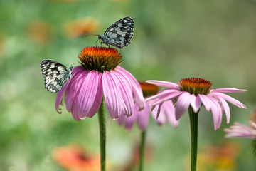 Beautiful butterfly Melanargy Galatea  on echinacea flowers on a summer day in the garden