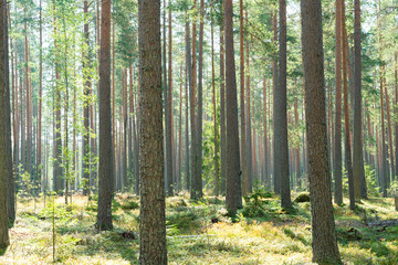 Green wild forest nature. Beautiful green rain forest. Pine forest. Natural environment. Pine trees in nature. Branches and trees.