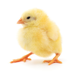 Small yellow chicken