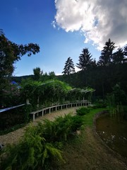 Fototapeta premium Beautiful landscape in fairy garden with lots of pines and mountains in the background