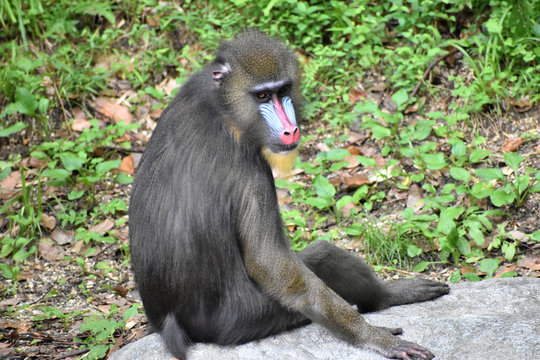 Best マンドリル Images Stock Photos Vectors Adobe Stock