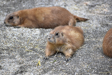 オグロプレーリードッグお