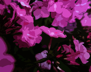 pink flowers on black background