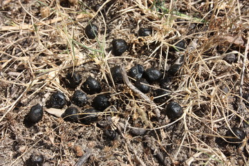 brown and black goat poop on the dry grass of summer