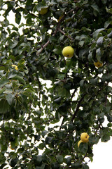 Ripe pears on a cloudy summer day.