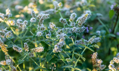 Mint in the Polish countryside  © Jarosaw