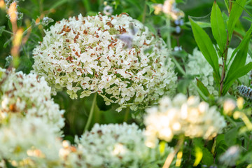 White hydrangeas in a garden in the Polish countryside