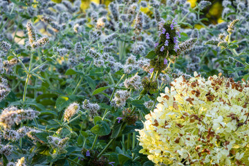 White hydrangeas in a garden in the Polish countryside © Jarosaw