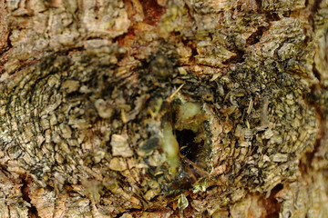 Piękna struktura kory drzewa z sękiem w jej centrum