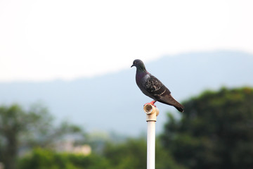 bird on a pole