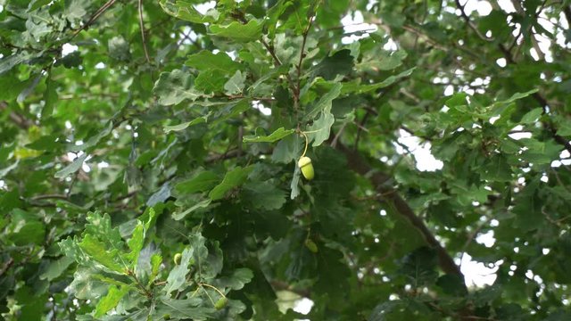 The oak tree branches with acorn are moving in a wind on a sunny day. Natural background with green tree for your project. Quercus robur in the wood.