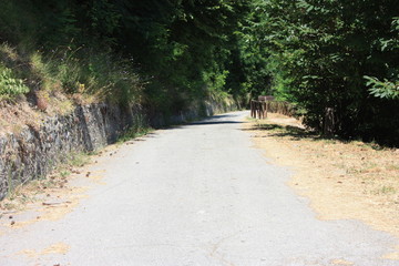 paved mountain roads in the woods
