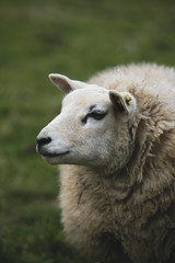 Sheep