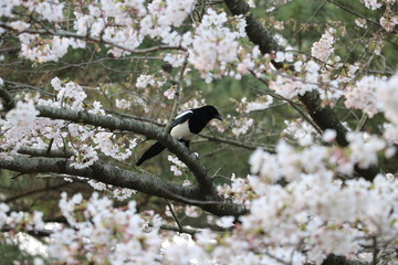 a magpie sitting on a branch of a cherry blossom tree.