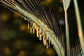 Flowering spike of rye at sunset. Place for text.