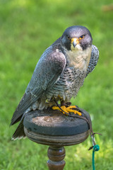 Peregrine falcon (latin name Falco peregrinus)