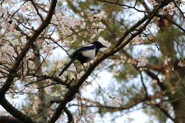 a magpie sitting on a branch of a cherry blossom tree.