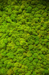 seamless texture of green moss close-up, vertical image
