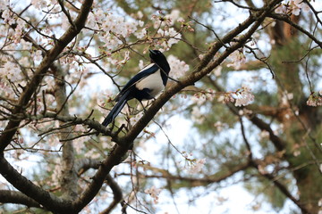 a magpie sitting on a branch of a cherry blossom tree.