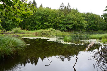 PETIT LAC DANS LA FORET