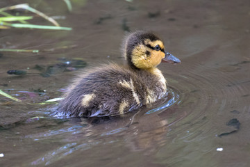 Mallard Duckling (latin name Anas platyrhynchos)
