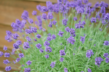 寄せ植えしたラベンダーと板壁