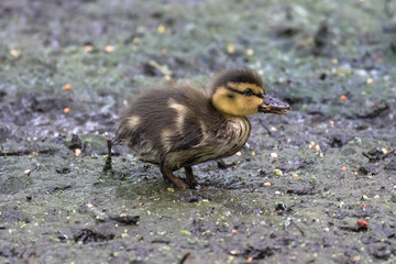 Mallard Duckling (latin name Anas platyrhynchos)