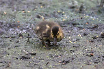 Mallard Duckling (latin name Anas platyrhynchos)
